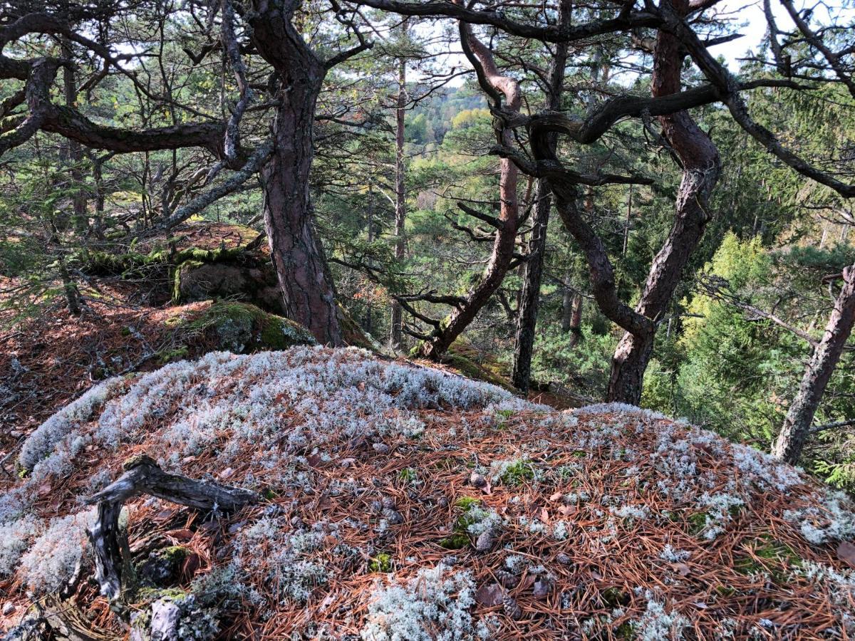 Mysig Och Modern Stuga Pa Snoegard, Naera Havet Och Naturen Lur  المظهر الخارجي الصورة